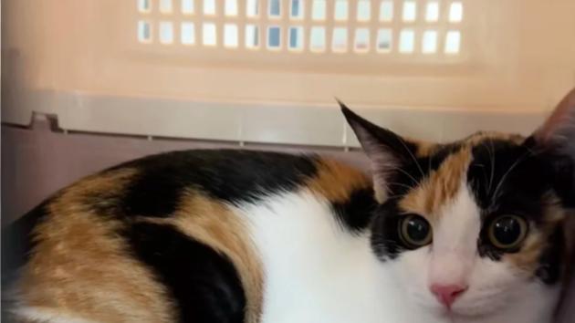 2026带宠出行跨省搬家平台测评：全国跨省长途搬家平台物流宠物托运哪个平台便宜实惠有实力？