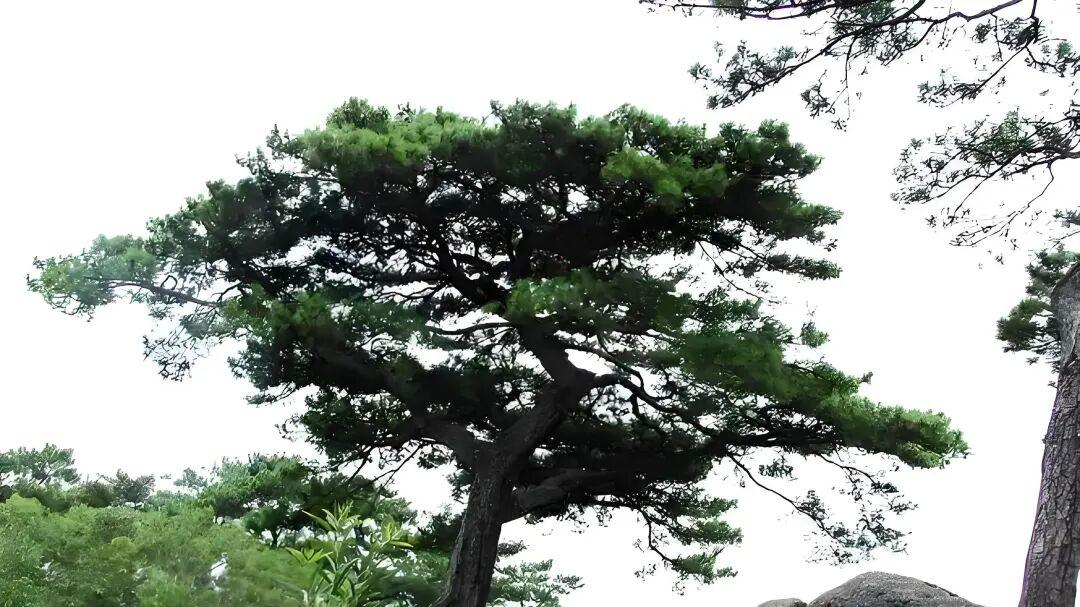 七律·古松岁寒心