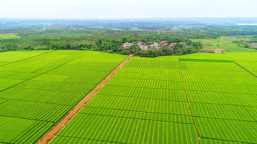 回村办事总吃"闭门羹"？3分钟搞懂"村两委"，少走冤枉路