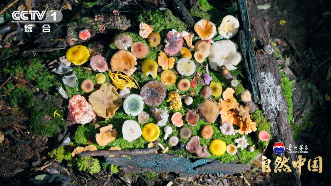 《探秘哀牢山》：以科考为钥，全景解码哀牢山自然秘境