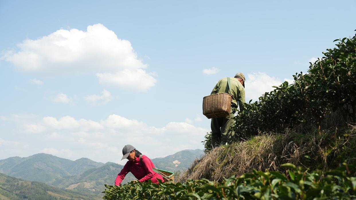 一杯干净的好茶给世界带来美好