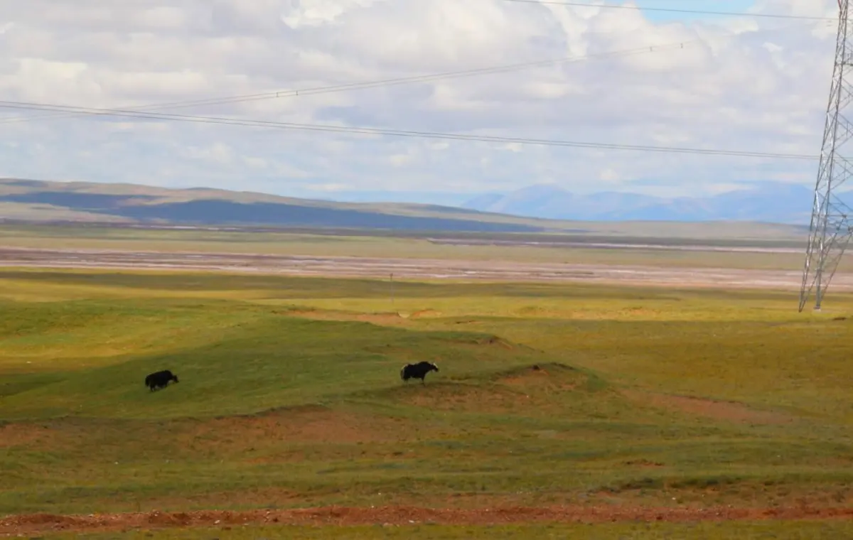青藏公路一日行，下午的生动活跃（野牦牛？）