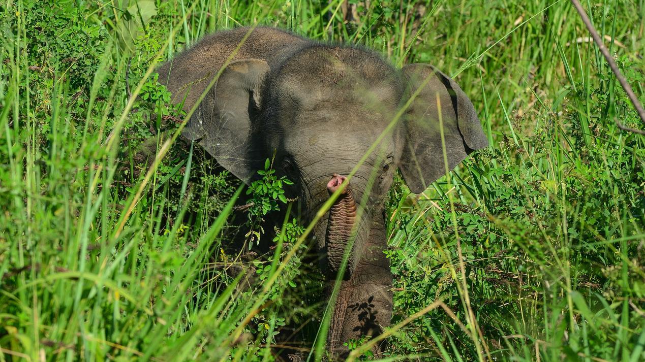 森林里动物的权力游戏