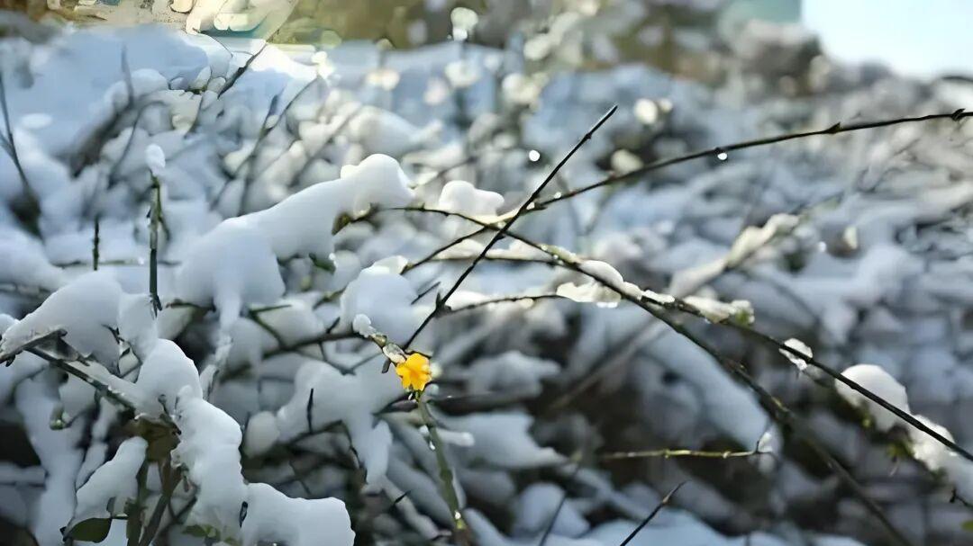 七律·绿丝拂春寒