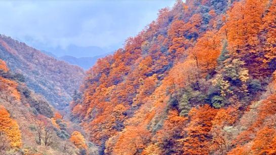 神农架秋季寻色：徒步原始森林的斑斓之路