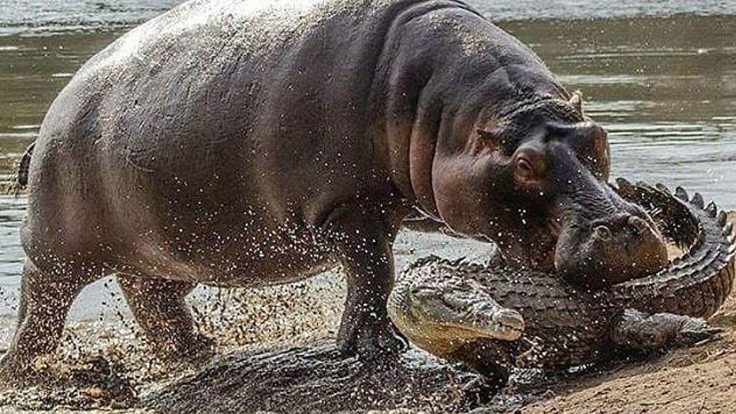 河马总喜欢同鳄鱼待在一起，鳄鱼谁都咬，为何就是不敢咬河马？