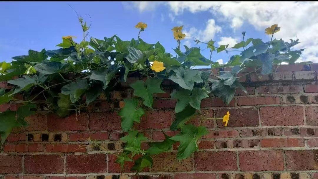 世界的風光再美，也比不過家鄉的滋味