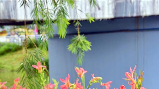 暮春绿肥红瘦，美人蕉绽放在紫南彩虹园的水岸边，美人初绽