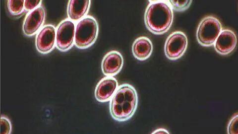 酵母也有生命周期？4个阶段，看懂它的一生