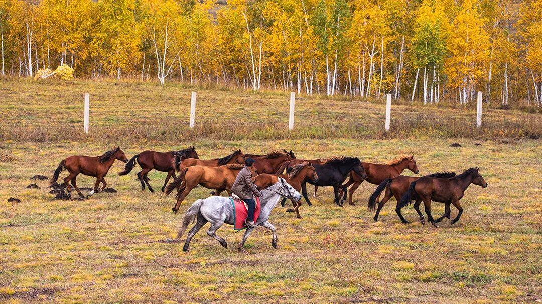 谁在凌晨三点追更AI漫剧？