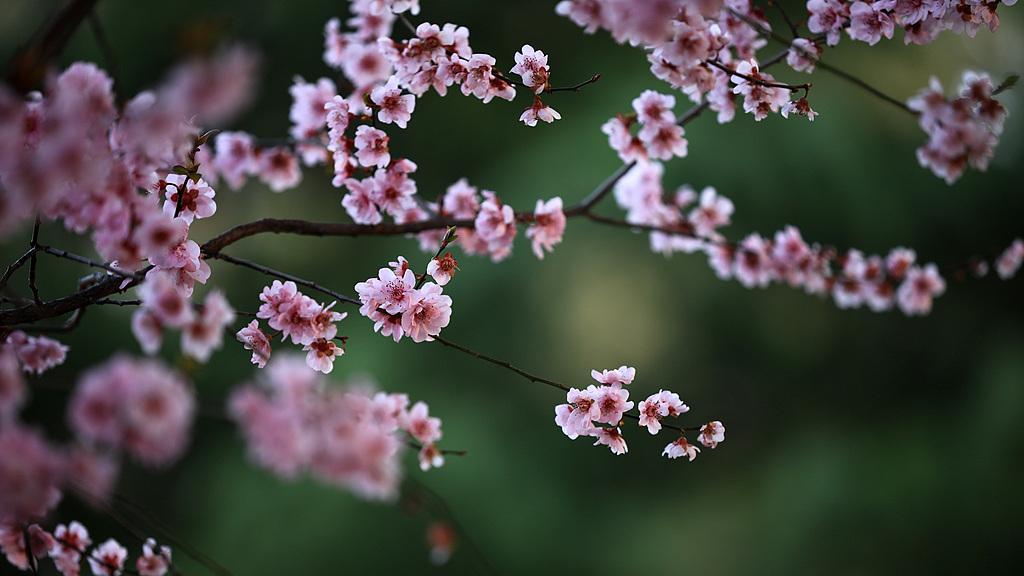 蝴蝶大乐透26031期分析，上期热码再次开出0个号码，本期热码会爆发吗？