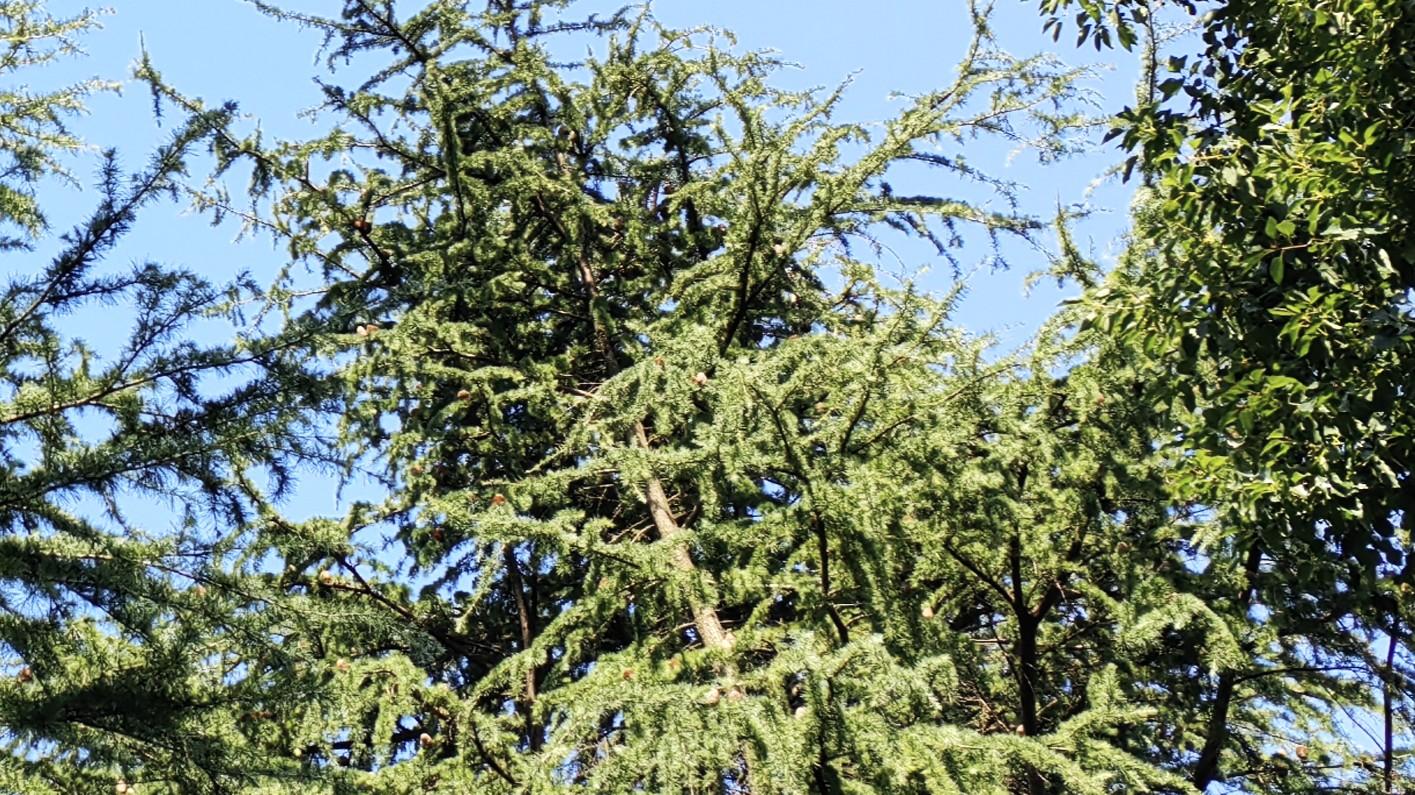 无解的问题，可以提