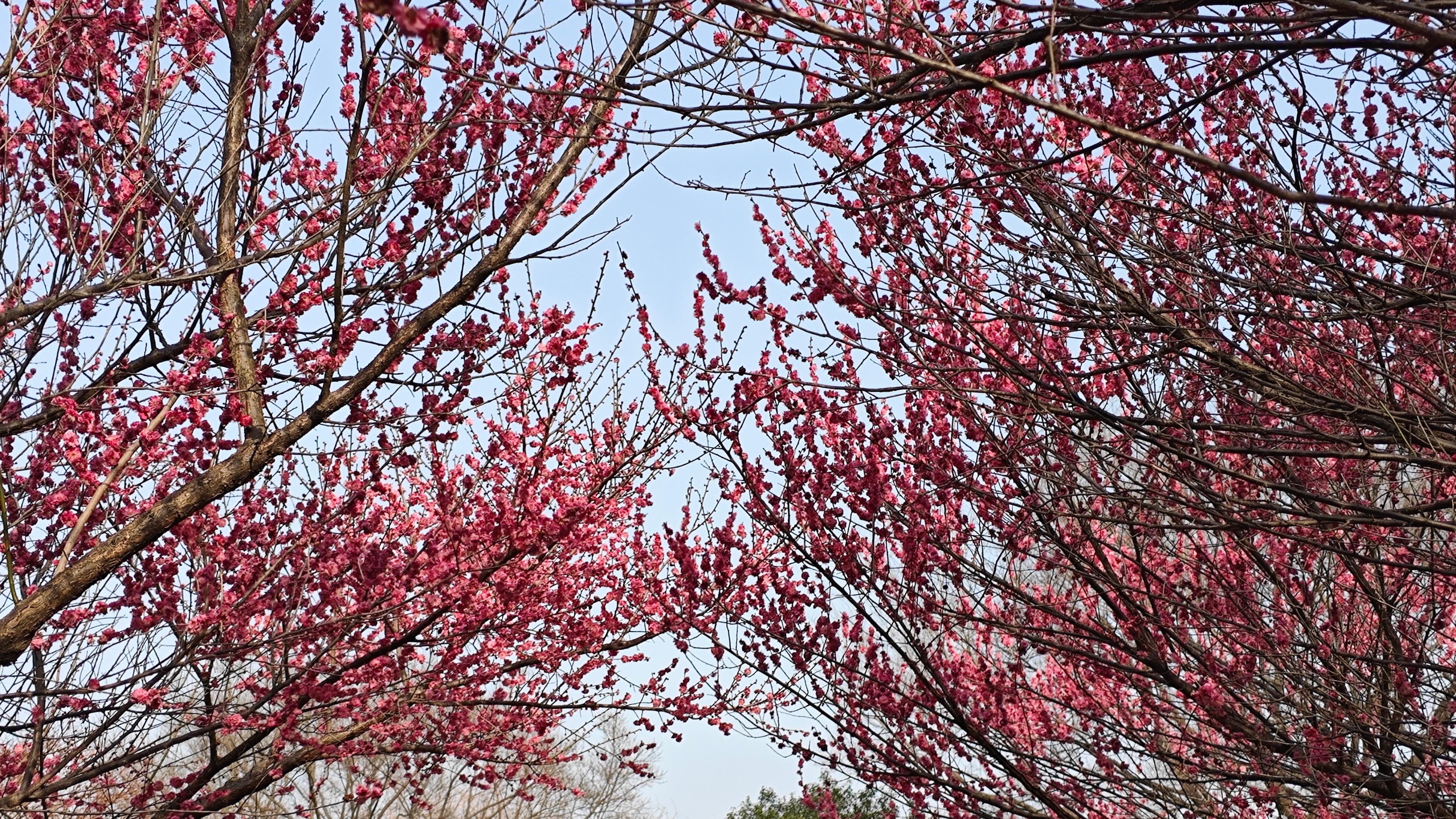 二月二十二号的梅花，满庭芳