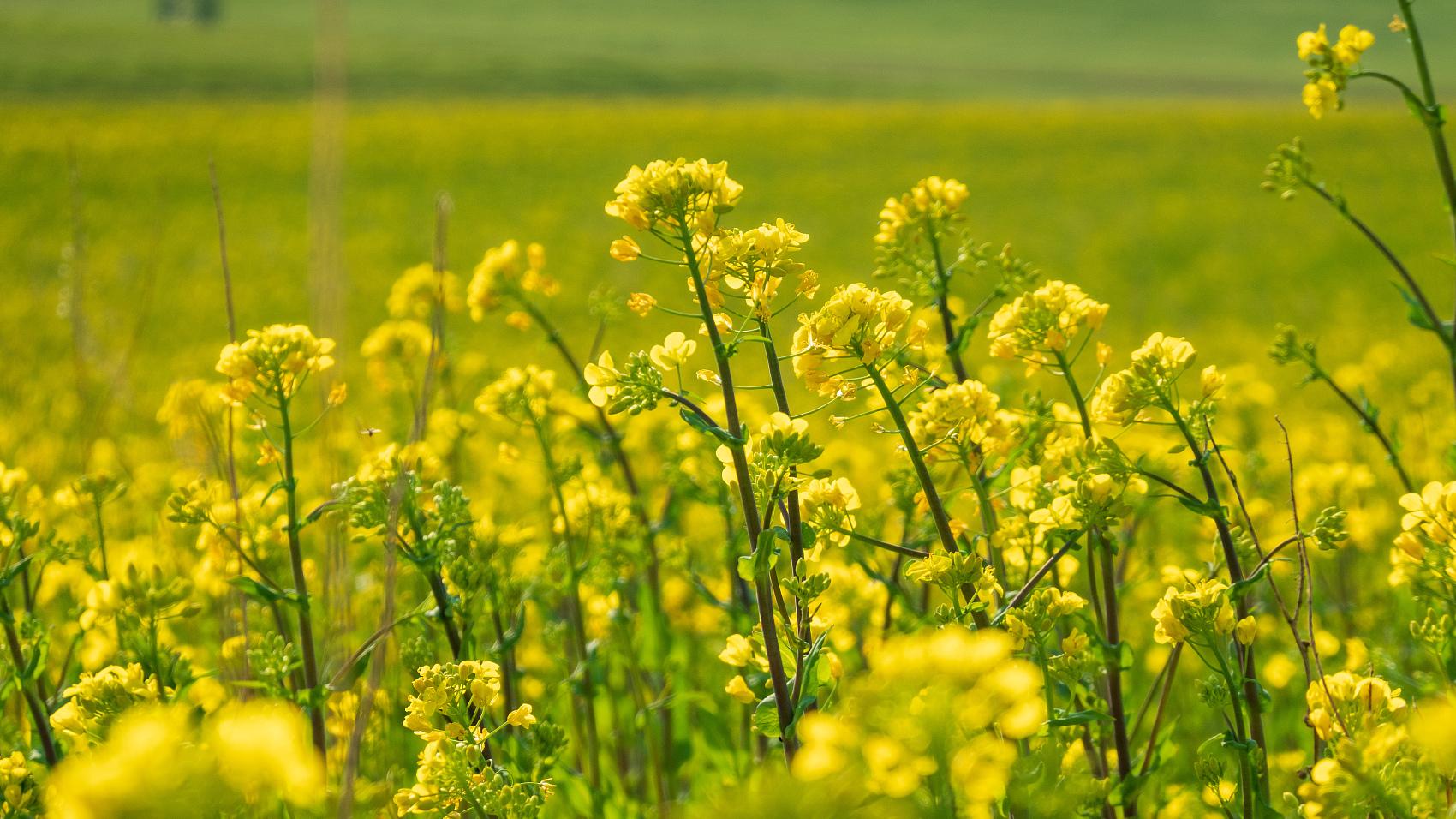 用食伤来制官杀，但食伤不给力而官杀太旺的人如何改运