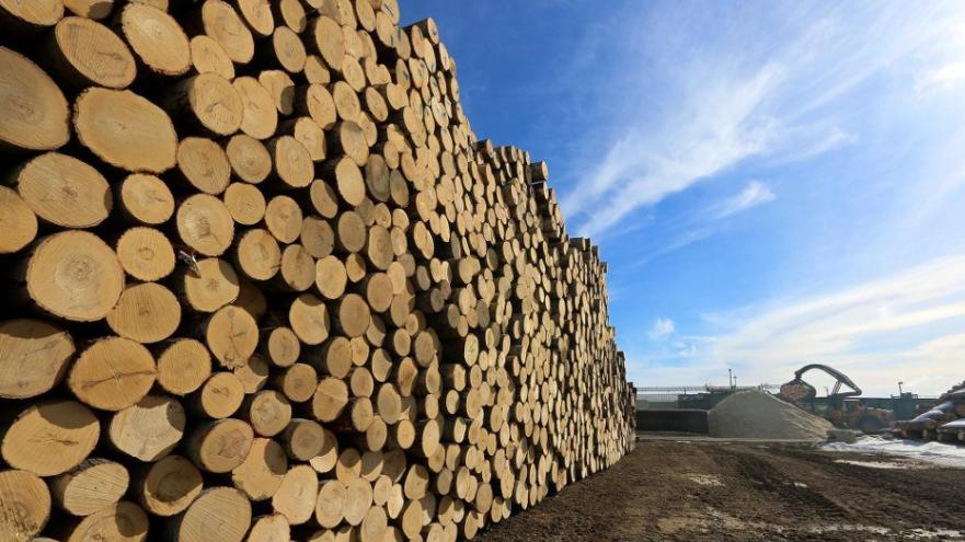 这地：2026年或将成为木材行业又一个艰难年份