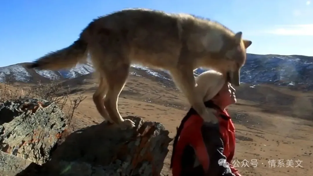 重返狼群：爱到极致，就是教它远离自己