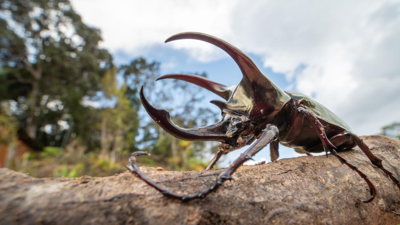 在恐龙出现之前，地球曾被巨型昆虫统治