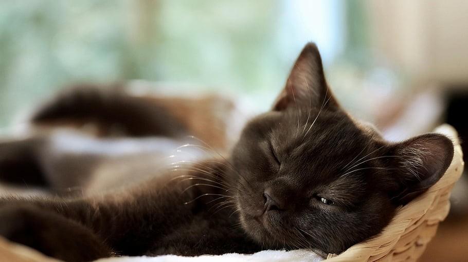 什么是全价猫粮、全期猫粮？2026年世界十大顶级猫粮品牌推荐