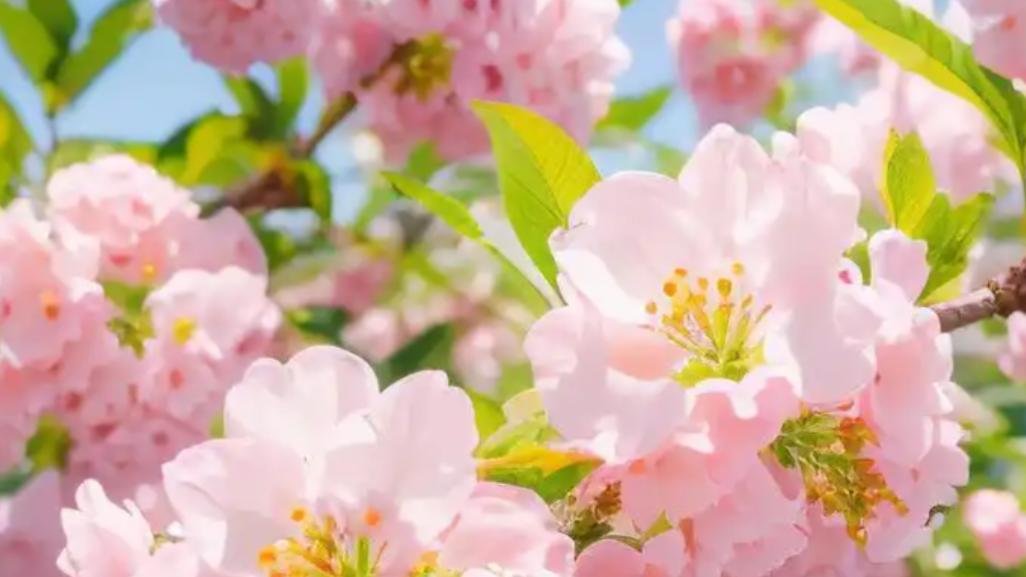【玄学】如何“斩”烂桃花