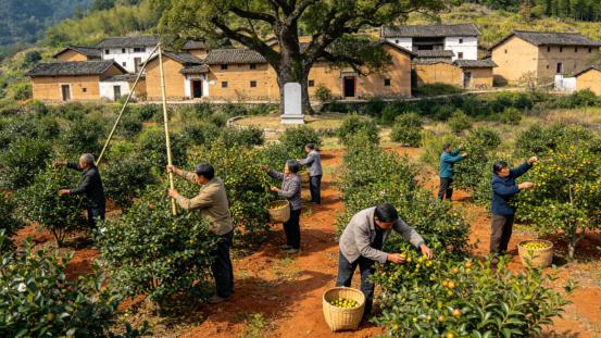 瓦子坪山茶油知识分享：油茶文明的社会结构与精神秩序