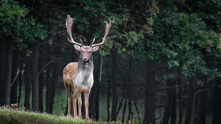 如果我是一头鹿