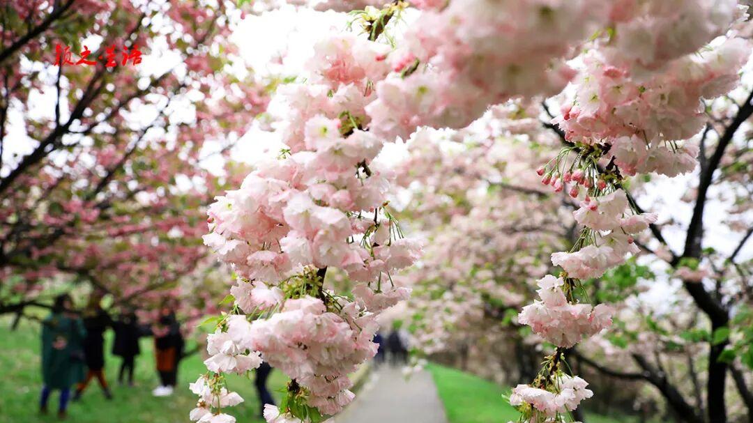 最美人间四月天，宁波，最该去哪儿？