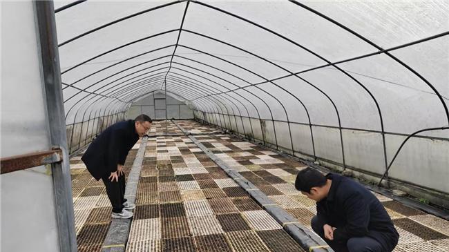 湖北咸丰：烟叶育苗正当时 规范管理护春耕