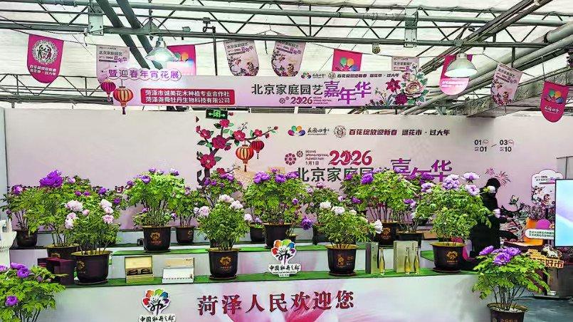 再次进京送春色！菏泽牡丹真国色 隆冬花开动京城