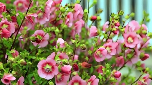 这才是真正的“开花机器”，一次能开上百朵，全年开花不停歇！