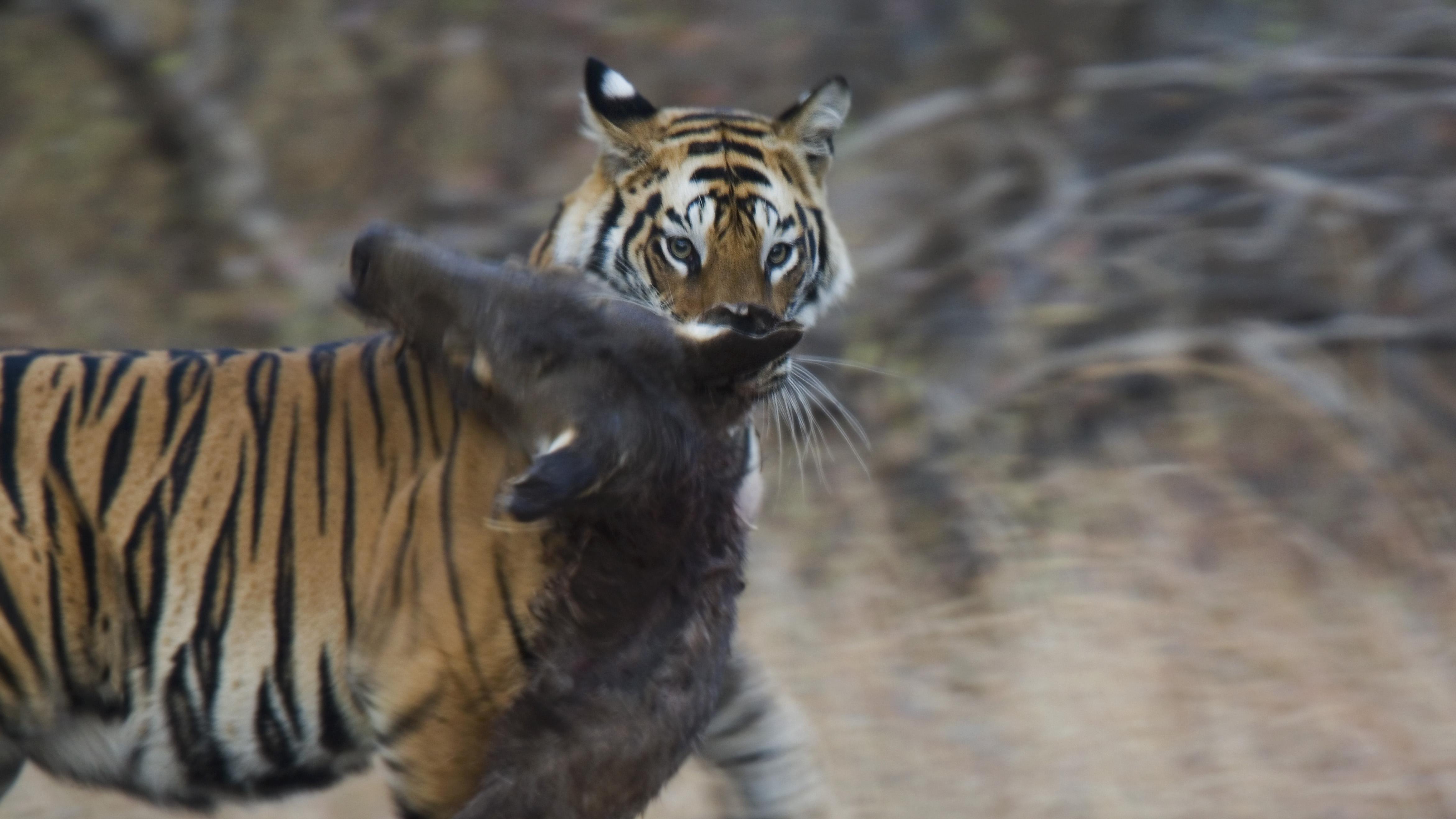 火箭不稀奇，能“回来”才值钱