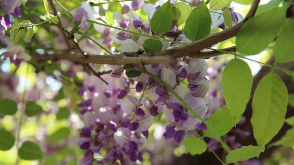 叮！收下这份嘉定华亭紫藤漫游打卡地图