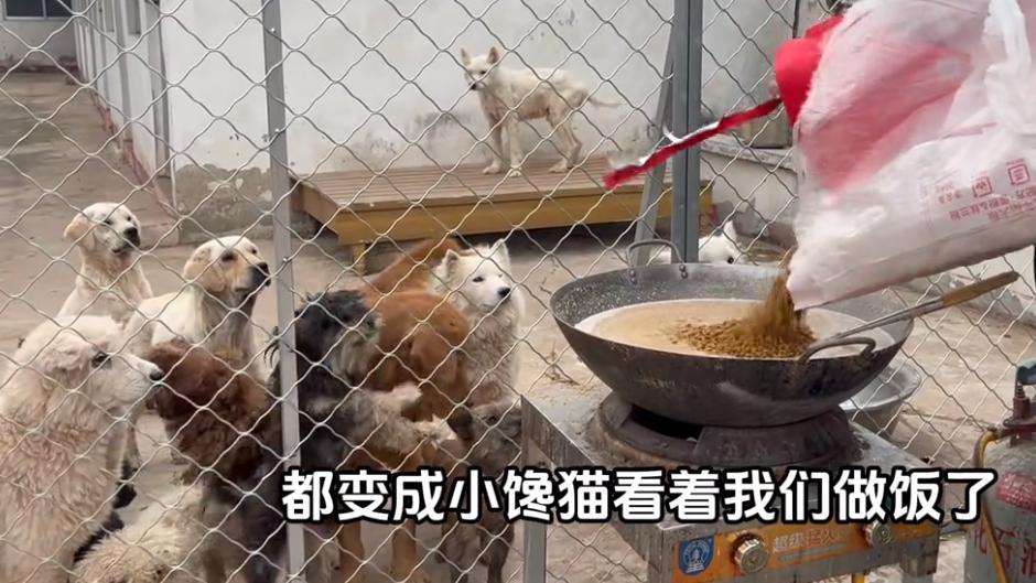 成垃圾堆觅食的流浪狗，不是它们的错，而是这个冰冷世界的错