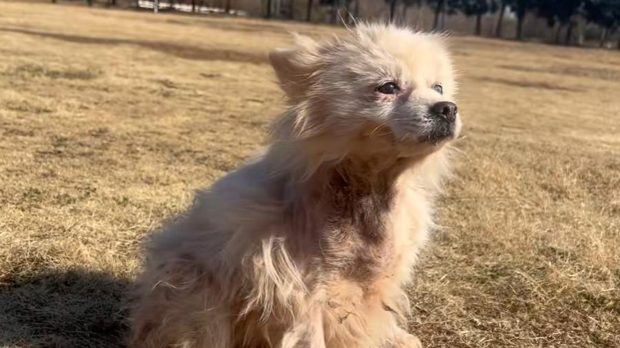 狗狗被咬伤，无良主人索赔后却不给狗狗治疗，反而想着卖狗还钱