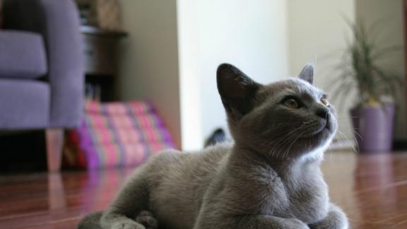 十大最好吃的猫罐头是什么？希喂猫罐头对比金赏、麦富迪。