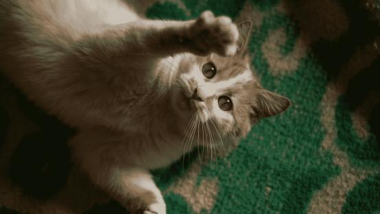 猫主食罐头哪个牌子质量好性价比高？十大名牌主食罐头大盘点！