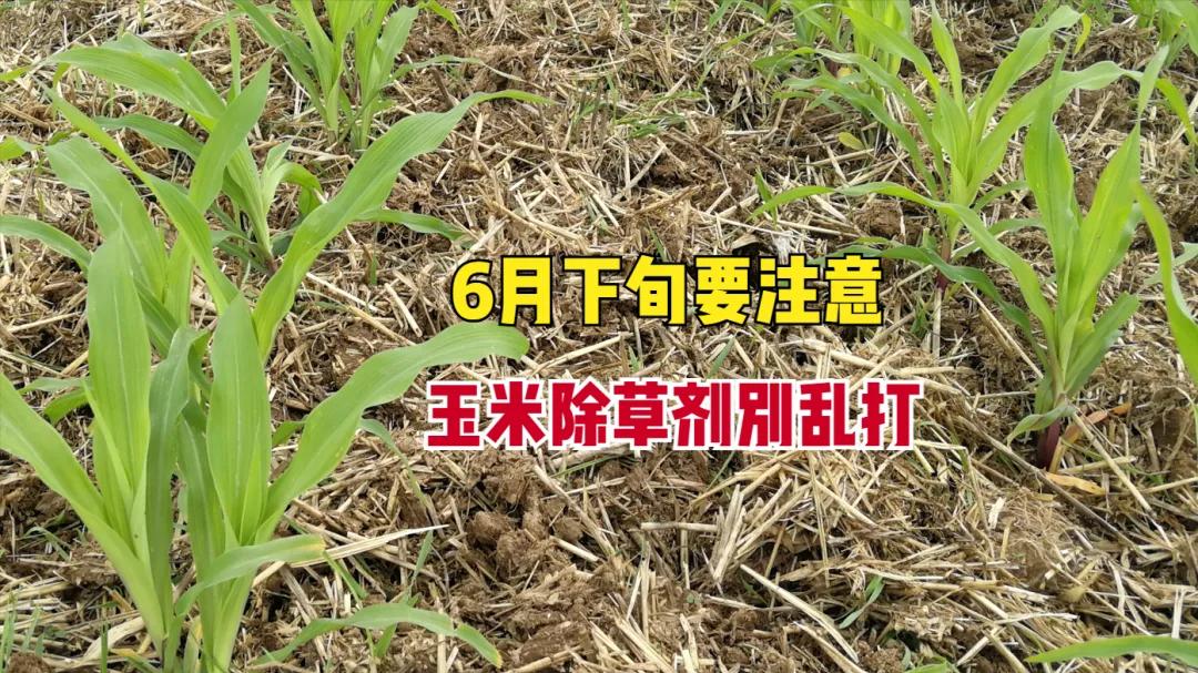 6月下旬玉米除草剂别乱打，出现这4个错误，不仅白忙活，还容易药害死苗