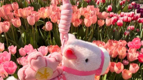 磨山南麓，一园藏万象：武汉植物园游览图鉴