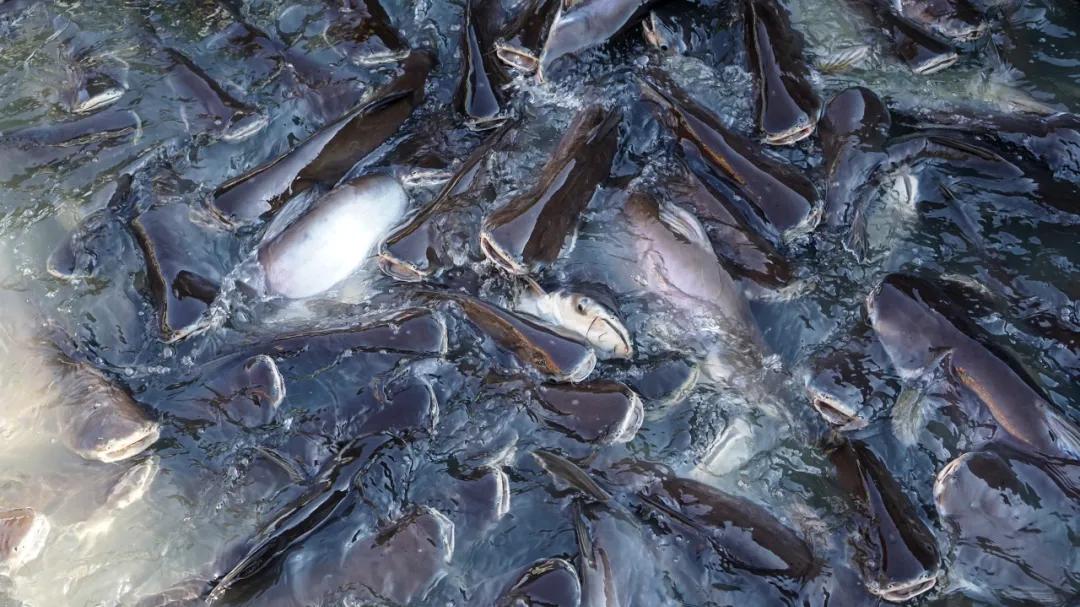 超市几块钱一袋的巴沙鱼，能放心吃吗？