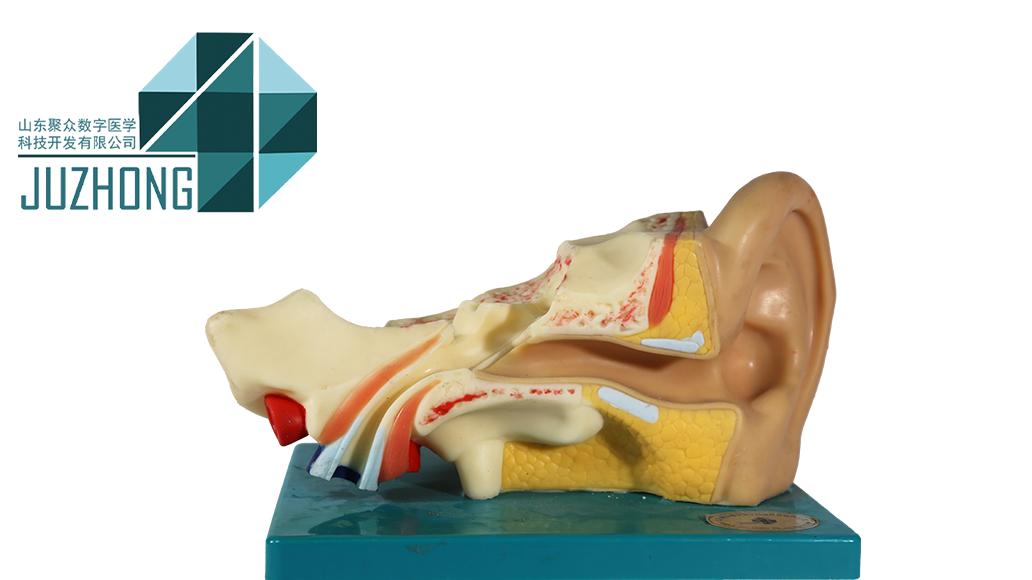 人体感觉器官解剖模型：医学教学的 “无声导师”，聚众医教赋能实训教学