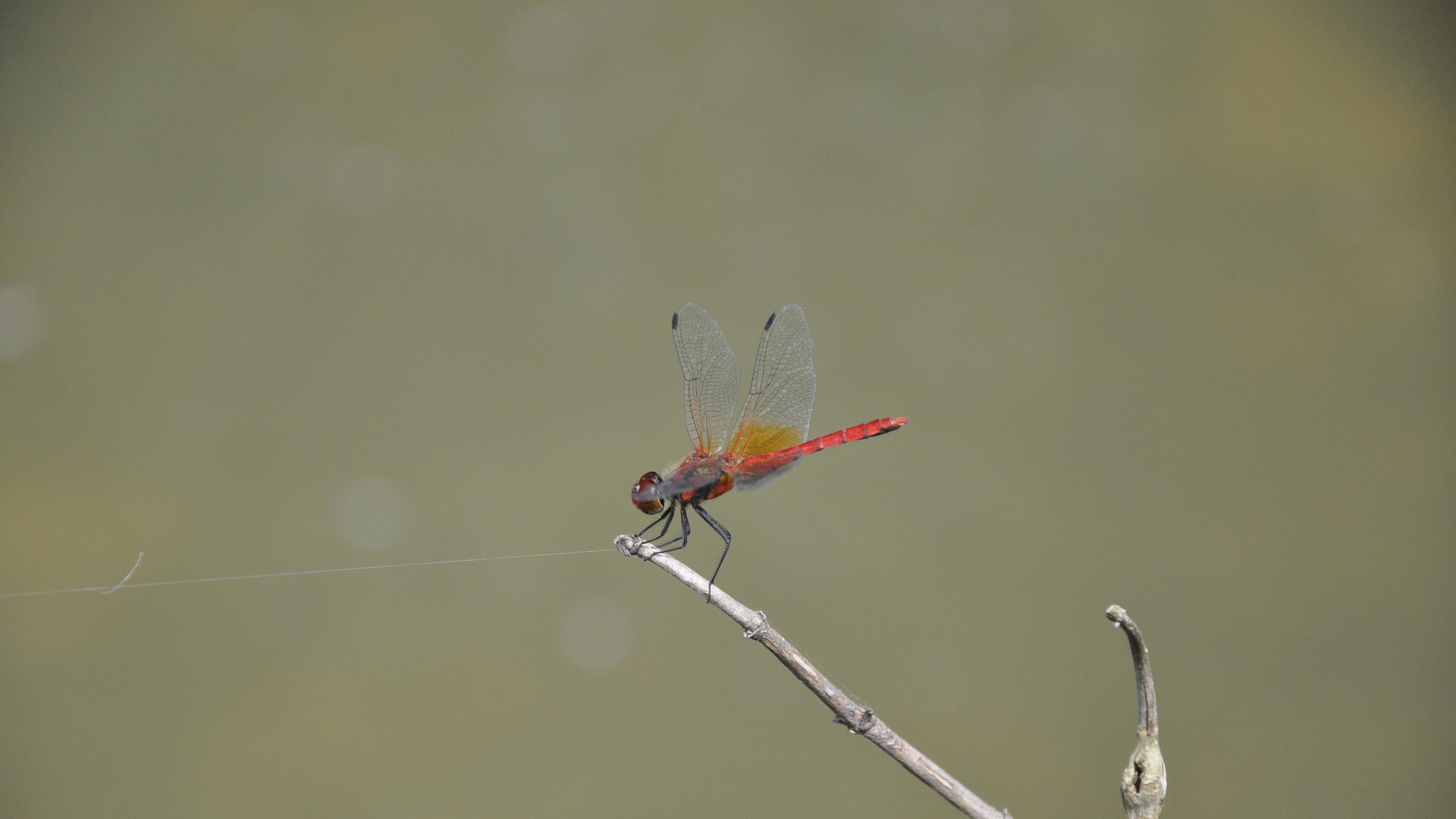 新年贺词背后的信号