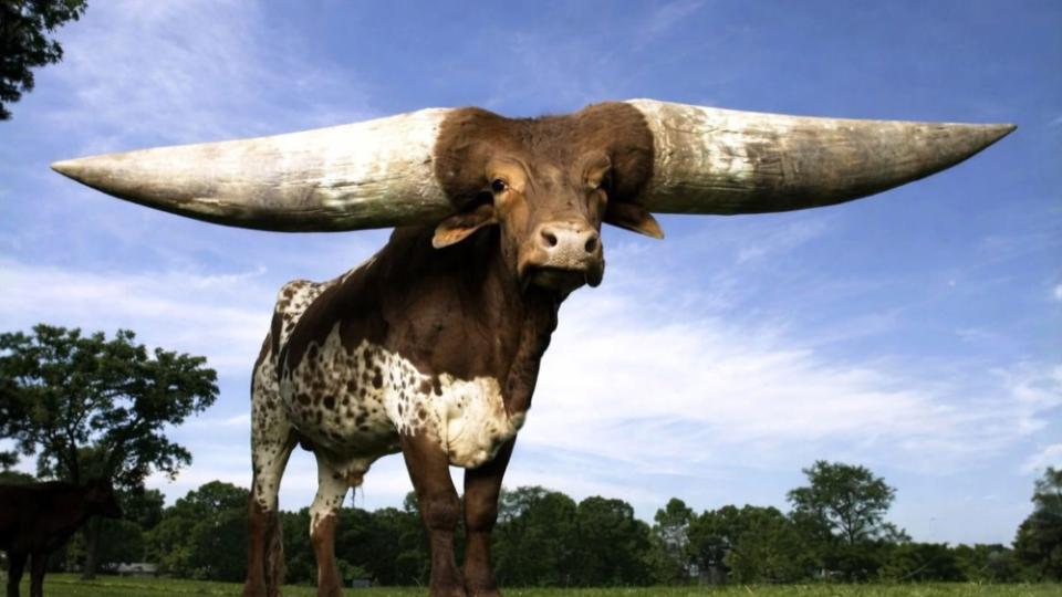 牛界“脖子最硬”的选手来了！天天顶着两张沙发逛街，它不累吗？