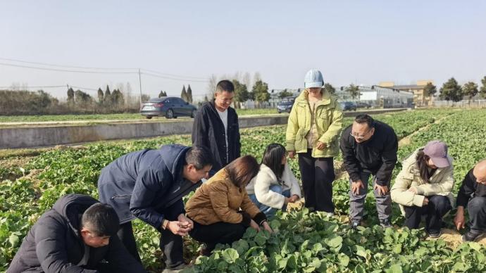 国家油菜产业技术体系信阳综合试验站助力信阳油菜春管!