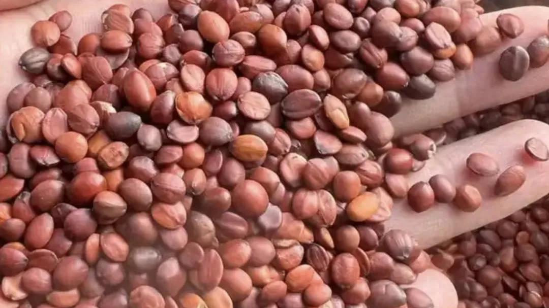 神奇的酸枣仁：为啥被古人称为安睡之宝？