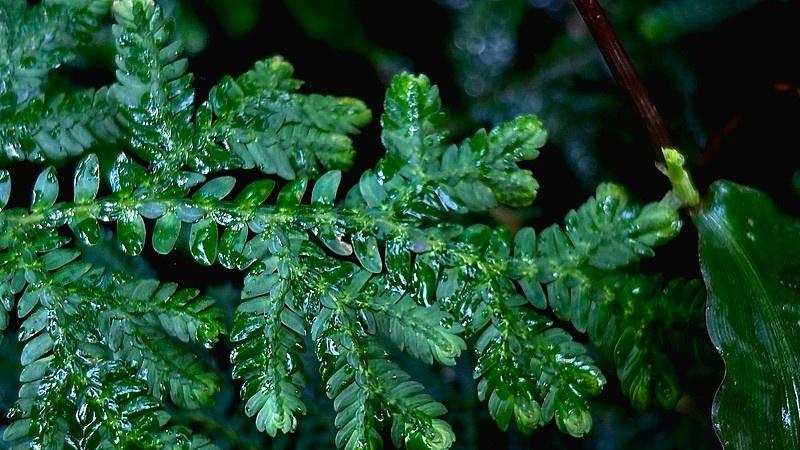 规则之争：中国为何力挺伊朗