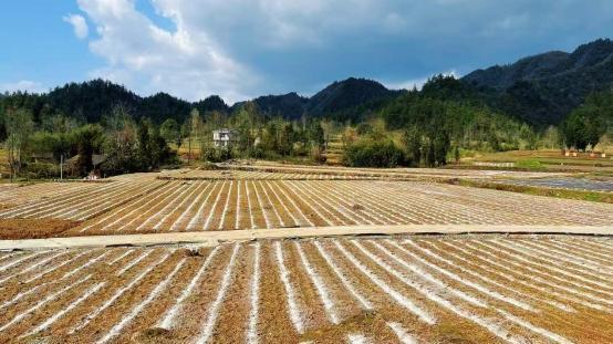 湖南龙山烟草：一剂“绿色良方”，唤醒烟田生机