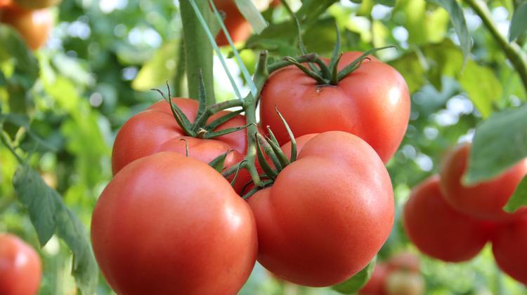 番茄想高产，抓好这6个关键细节，果实挂满枝