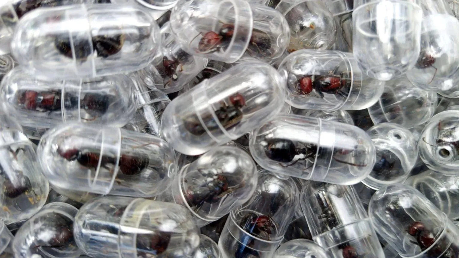 单只蚁后卖220美元，5000只活体被走私！全球蚂蚁黑市