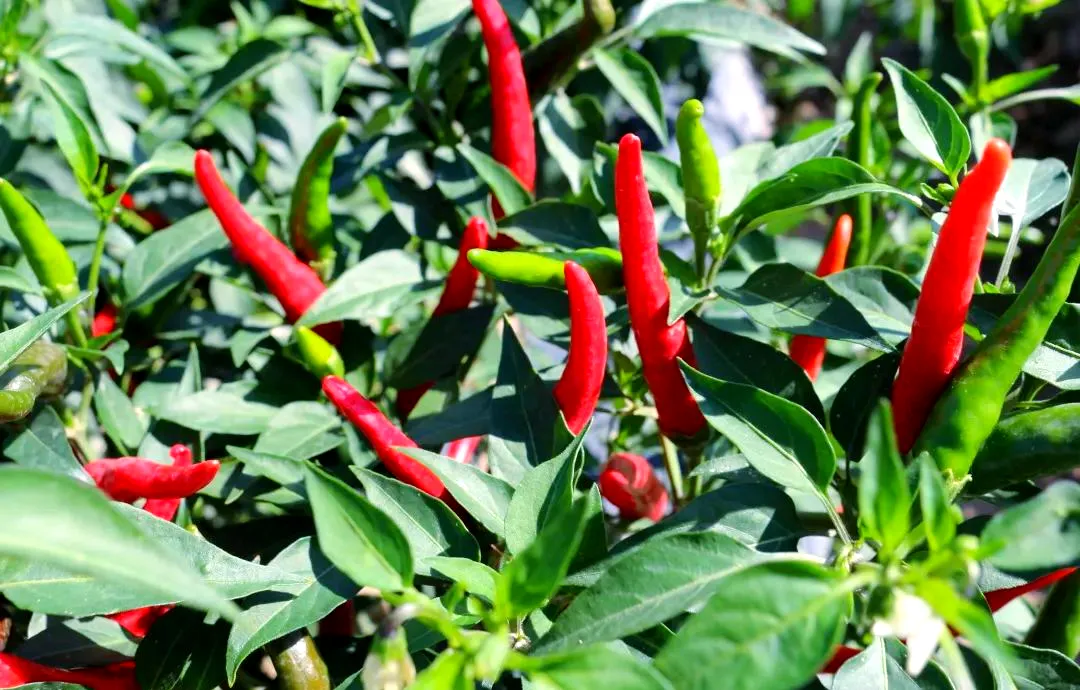 美洲原生花草树-辣椒
