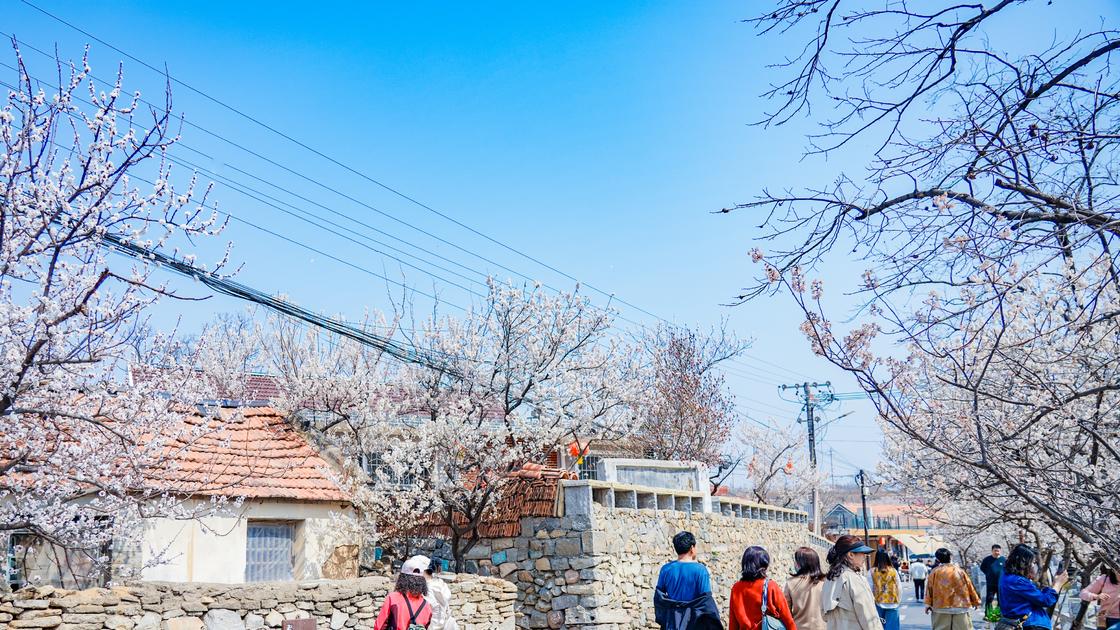 让“颜值”转化为“产值”，杨家山里第四届田园生活节暨赏花季启动