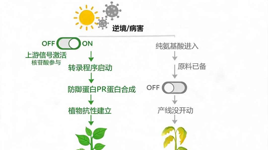 加了核苷酸，到底多出来什么？——核苷肽比纯氨基酸多的三件事